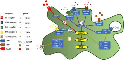 The p38MAPK-MK2 Signaling Axis as a Critical Link Between Inflammation and Synaptic Transmission